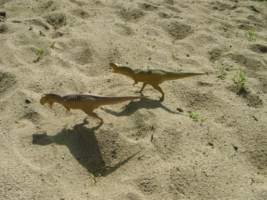 un couple de T-rex